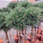 Borovica horská (Pinus mugo) 'BENJAMIN' - výška 90-100 cm, kont. C5L - NA KMIENKU